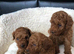 Stunning DEEP RED Toy Poodle puppies