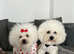 Pure Pedigree Champion Bloodline Bichon Frise