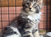 Maine Coon XXL Kitten – Black Silver Tabby & White Boy – TICA Registered