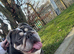Female bulldog