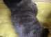 STUNNING ORIENTAL BENGAL X MAU HYBRID KITTENS WITH RARE COATS & MARKINGS