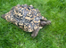 Male blonde leopard tortoise 6 year