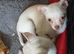 Chihuahua puppies ready now Alford Lincolnshire