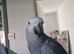 African grey