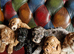 Gorgeous f1b Cavapoo puppys.health tested parents