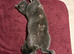 2 loving kittens looking for their forever home