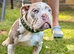 English bulldog puppies