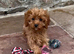 Two lovely Cavapoos Boys