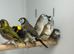 Cuban finches