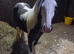 Standing 11.2hh to make 13.2hh