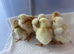 Chicks available