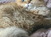 2 british longhair girls