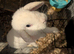 mini loop rabbit