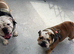English bulldog pearl