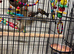 Gold finches