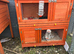 Mini lops for sale