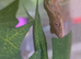 Baby crested gecko