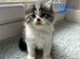 Persian kittens. Beautiful doll faced