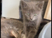 Stunning mixed litter of 11 boys and girls