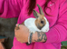 Baby Dutch Bunnies 9 Weeks old