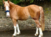 Stunning 16h chestnut cob gelding 4 yrs old
