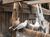 Dove for sale