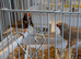 Various finches