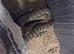 Centralian python Bredls python