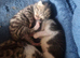 3 beautiful kittens for sale two male one female