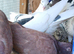 Tippler pigeons for sale