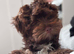 Yorkshire Terrier/Maltipoo mix puppy for sale. Very cute and obedient. Has training and a chip.