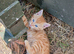 Beautiful kittens