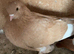 Breeding pair of lemon tumblers