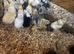 Chicks