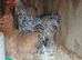 Quartet of pekins