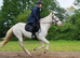 Dartmoor x appaloosa mare