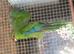 Baby kakarikis x 3 looking for new homes