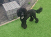 Gorgeous Mini Poodle