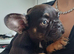 Beautiful chocolate affectionate puppy