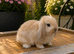 Minilop bunnies- Updated(02/08/26)