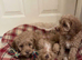 Amazing cavapoo puppies