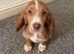 12 week old cocker spaniel