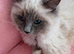 Ragdoll female