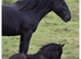 Fell pony broodmare & faol