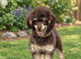 Chocolate Phantom Toy Poodle For Stud