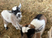 Beautiful Pygmy twins for sale
