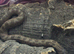Western hognose babies CB26 from &pound;160