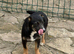Little Betty will be the perfect small adult dog for your family