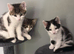 Kittens