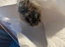 Silkie chicks